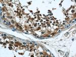 RNF17 Antibody in Immunohistochemistry (Paraffin) (IHC (P))