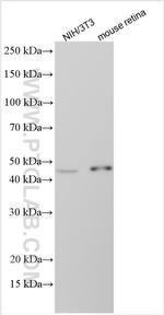 ISLR Antibody in Western Blot (WB)