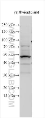 ISLR Antibody in Western Blot (WB)