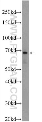 LARGE Antibody in Western Blot (WB)