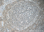 MYLK4 Antibody in Immunohistochemistry (Paraffin) (IHC (P))