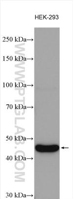 MYLK4 Antibody in Western Blot (WB)