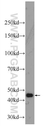 MYLK4 Antibody in Western Blot (WB)