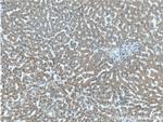 LYSMD3 Antibody in Immunohistochemistry (Paraffin) (IHC (P))