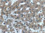 LYSMD3 Antibody in Immunohistochemistry (Paraffin) (IHC (P))