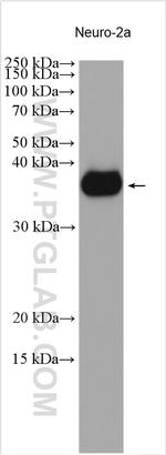 LYSMD3 Antibody in Western Blot (WB)