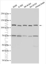 PCDHAC1 Antibody in Western Blot (WB)