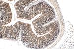 BCORL1 Antibody in Immunohistochemistry (Paraffin) (IHC (P))