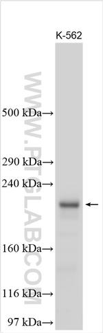 BCORL1 Antibody in Western Blot (WB)