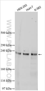 BCORL1 Antibody in Western Blot (WB)