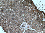 C5orf24 Antibody in Immunohistochemistry (Paraffin) (IHC (P))