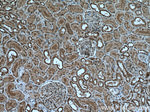 C5orf24 Antibody in Immunohistochemistry (Paraffin) (IHC (P))