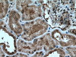 C5orf24 Antibody in Immunohistochemistry (Paraffin) (IHC (P))