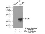C5orf24 Antibody in Immunoprecipitation (IP)