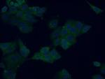 ATG16L2 Antibody in Immunocytochemistry (ICC/IF)