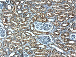 ANKRD6 Antibody in Immunohistochemistry (Paraffin) (IHC (P))