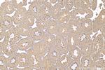 BBOF1 Antibody in Immunohistochemistry (Paraffin) (IHC (P))