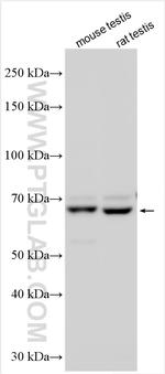 BBOF1 Antibody in Western Blot (WB)