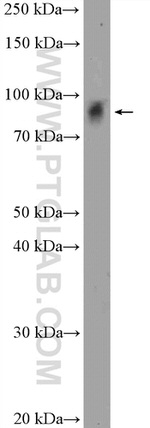 ZNF366 Antibody in Western Blot (WB)