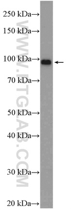 ZNF366 Antibody in Western Blot (WB)