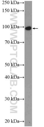 ZNF366 Antibody in Western Blot (WB)