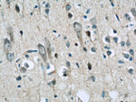 AQR Antibody in Immunohistochemistry (Paraffin) (IHC (P))