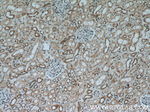 AQR Antibody in Immunohistochemistry (Paraffin) (IHC (P))
