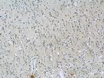 AQR Antibody in Immunohistochemistry (Paraffin) (IHC (P))