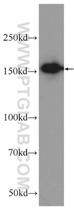 AQR Antibody in Western Blot (WB)