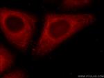 ERP29 Antibody in Immunocytochemistry (ICC/IF)