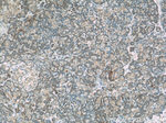 ERP29 Antibody in Immunohistochemistry (Paraffin) (IHC (P))