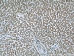 ERP29 Antibody in Immunohistochemistry (Paraffin) (IHC (P))