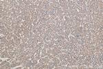 ERP29 Antibody in Immunohistochemistry (Paraffin) (IHC (P))