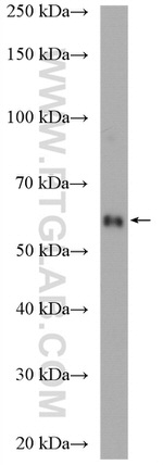 C7orf31 Antibody in Western Blot (WB)