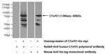 C7orf31 Antibody in Western Blot (WB)