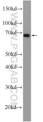 DMRTA1 Antibody in Western Blot (WB)