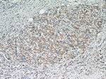 TMEM25 Antibody in Immunohistochemistry (Paraffin) (IHC (P))
