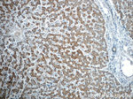 TMEM25 Antibody in Immunohistochemistry (Paraffin) (IHC (P))