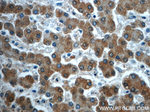 TMEM25 Antibody in Immunohistochemistry (Paraffin) (IHC (P))