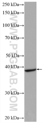 TMEM25 Antibody in Western Blot (WB)