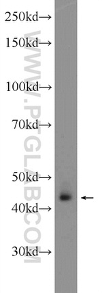 TMEM25 Antibody in Western Blot (WB)