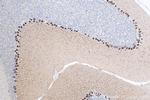 DNER Antibody in Immunohistochemistry (Paraffin) (IHC (P))