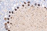 DNER Antibody in Immunohistochemistry (Paraffin) (IHC (P))