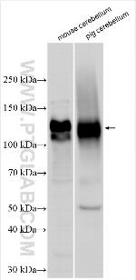 DNER Antibody in Western Blot (WB)