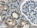 RBM46 Antibody in Immunohistochemistry (Paraffin) (IHC (P))