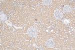 RBM46 Antibody in Immunohistochemistry (Paraffin) (IHC (P))