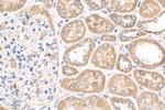 RBM46 Antibody in Immunohistochemistry (Paraffin) (IHC (P))