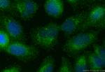 TRIM61 Antibody in Immunocytochemistry (ICC/IF)