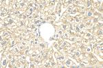 TRIM61 Antibody in Immunohistochemistry (Paraffin) (IHC (P))