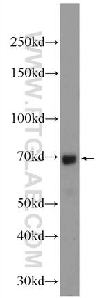 MSL1 Antibody in Western Blot (WB)